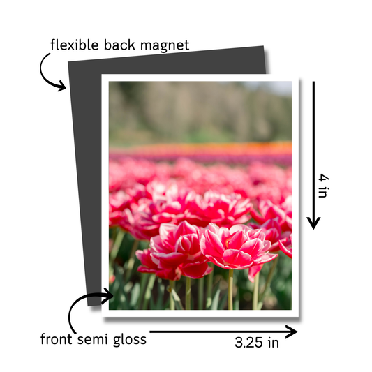 EverCling Large Photo Magnets (12 sets)